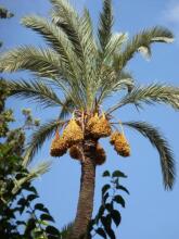 Dar Mar'ouka, фото 32 Dar Mar'ouka, фото 32