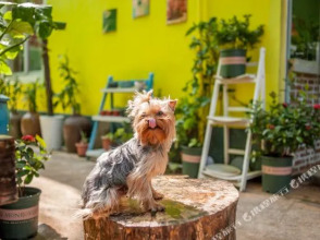 Haidao Shuguang Inn, фото 6