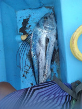 Cabinasyafethosa caletas, фото 16