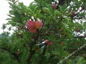 Beijing Bailingquan Courtyard, фото 11 Beijing Bailingquan Courtyard, фото 11