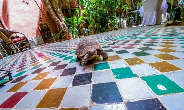 Riad Kaiss By Anika, фото 42 Riad Kaiss By Anika, фото 42