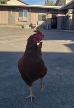 Cozy Mountain Motel, фото 12 Cozy Mountain Motel, фото 12