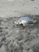 Cabañas Valeska, фото 49