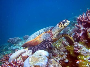 Charming Holiday Lodge