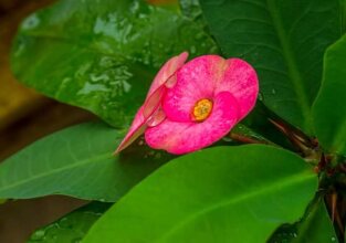 Ocean View, фото 48 Ocean View, фото 48