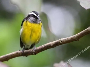 Green Castle Estate, фото 46