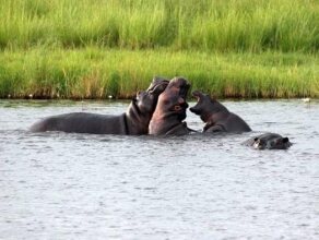 Nkasa Lupala Tented Lodge, фото 42