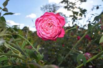 Hotel Margarita, фото 30 Hotel Margarita, фото 30