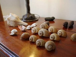 Conchita Flores B&b, фото 31 Conchita Flores B&b, фото 31