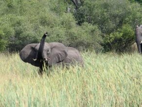 Nkasa Lupala Tented Lodge, фото 43
