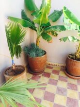 Riad Haylana, фото 21 Riad Haylana, фото 21