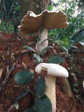 Cabañas Valeska, фото 4