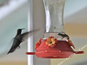 Green Castle Estate, фото 48