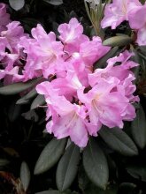 Penzion Ivana, фото 8 Penzion Ivana, фото 8