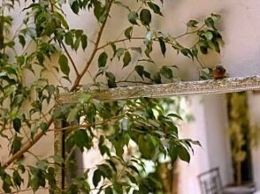 Les Jardins De Riad Laarouss, фото 41 Les Jardins De Riad Laarouss, фото 41