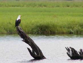 Nkasa Lupala Tented Lodge, фото 41