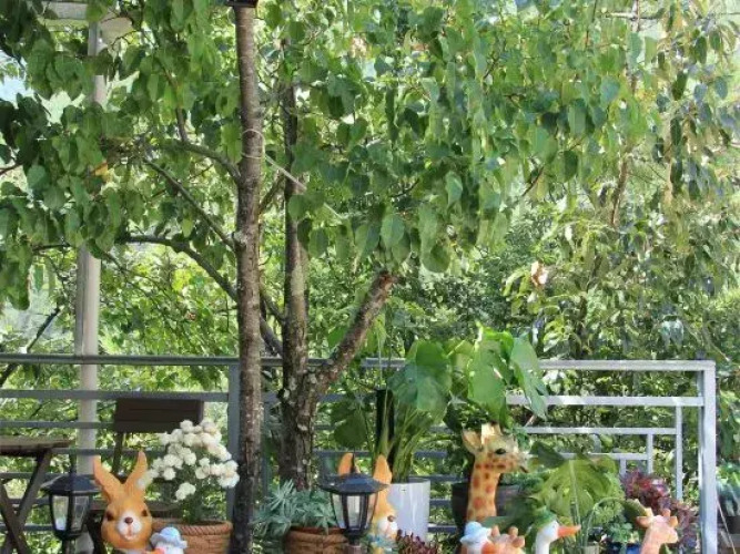 Piny garden — фото 5