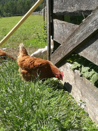 Fink-Hof — фото 3