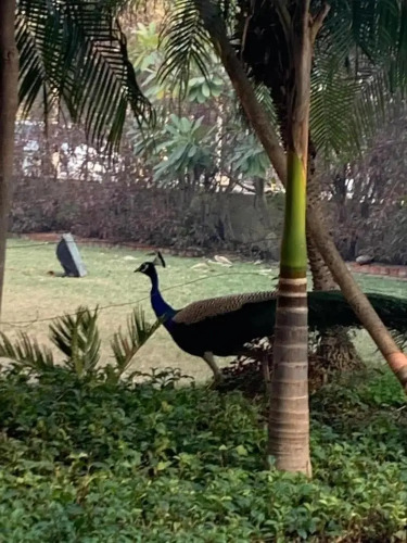 Radha Ashok — фото 3