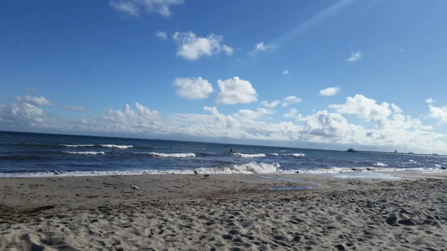 Rosa Canina - 2156 — фото 2