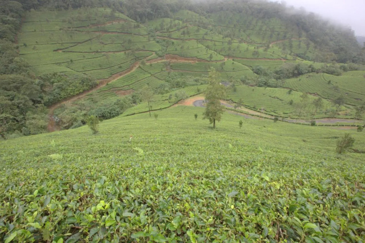 Grand Plaza Munnar — фото 3