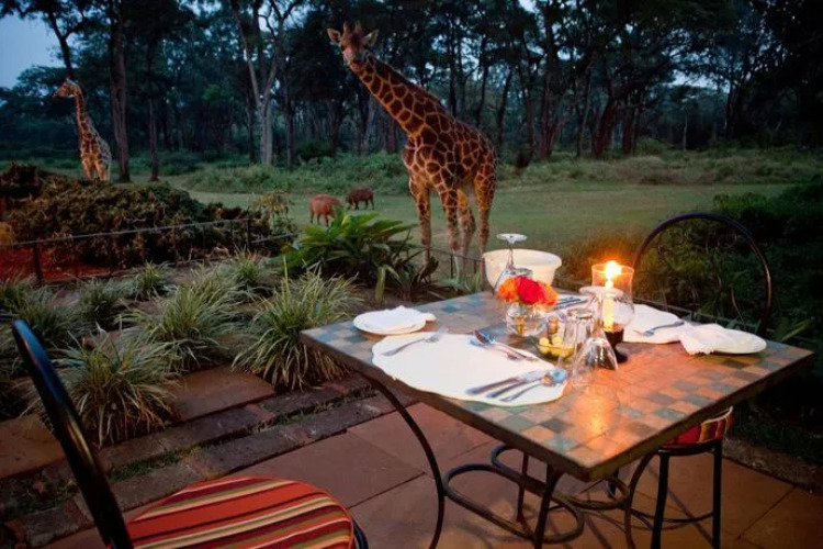 Giraffe Manor — фото 3