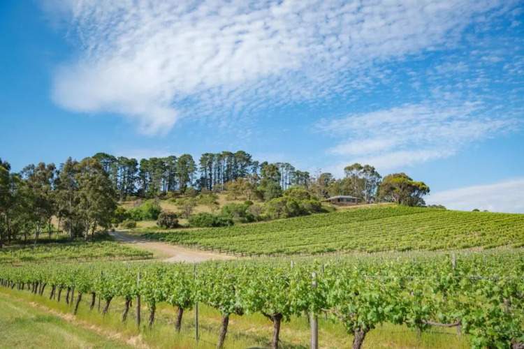 McLaren Vale Getaways — фото 4